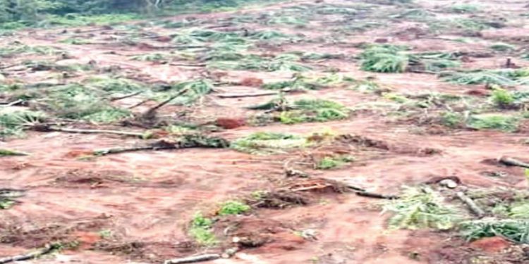 Farm Land Destroyed in Ogun