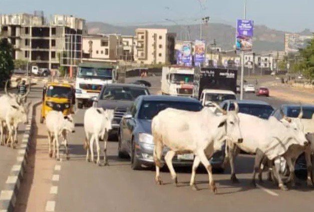 Fg Bans Open Grazing, Launches National Livestock Development Council
